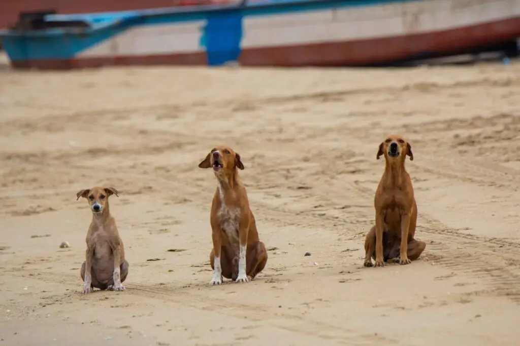 Dogs sitting together facing sea at sandy beach Catania