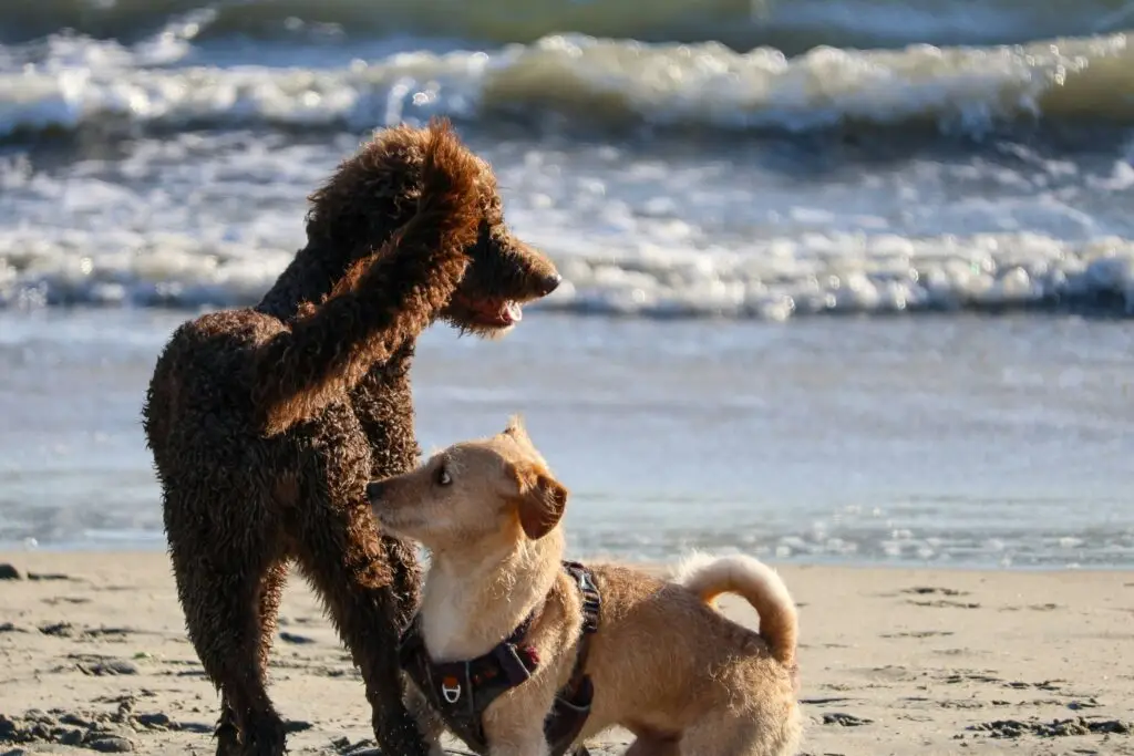 Two dogs interacting on beach near ocean waves Sicily