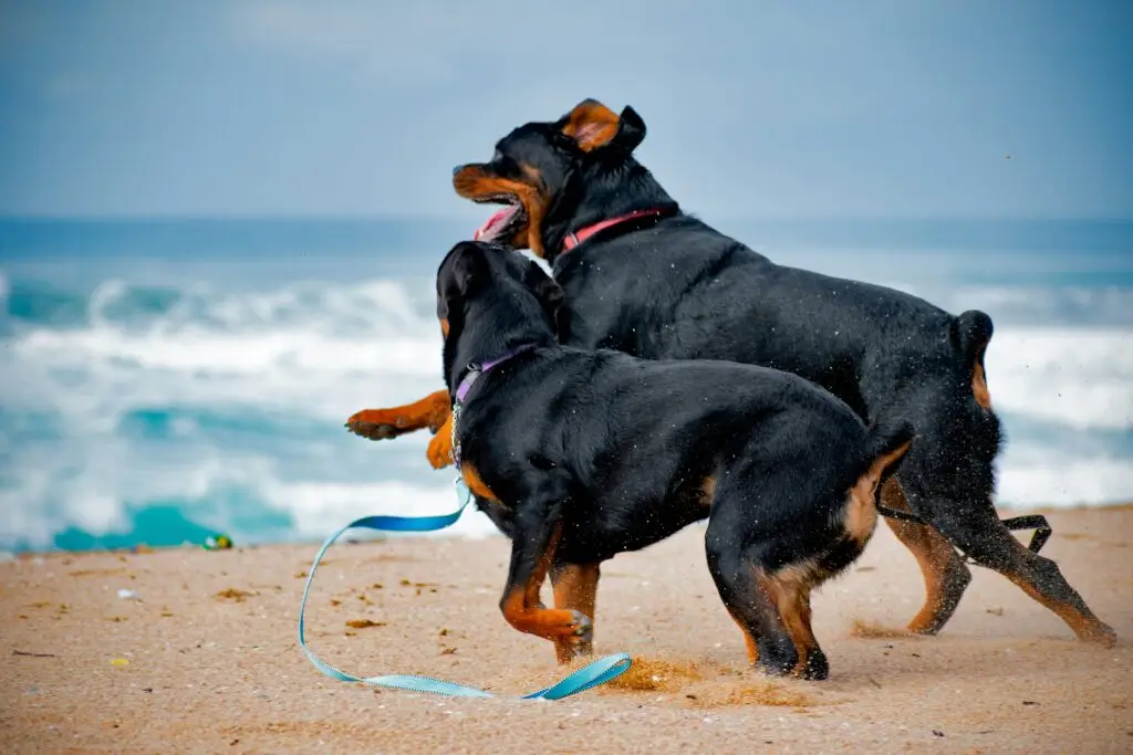 Dogs sitting together facing sea at sandy beach Catania