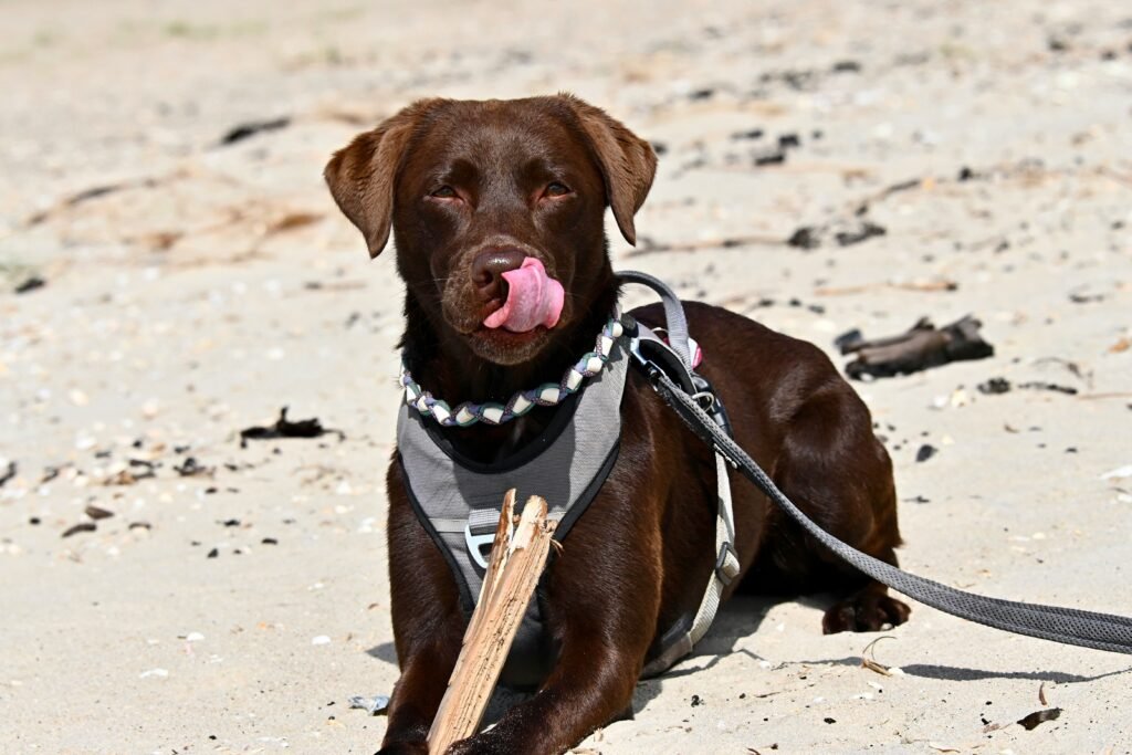 Cani che si godono l'ambiente marino alla Playa di Catania
